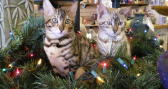 Molly & Brooks Brown