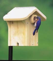 Bluebird Nest Box