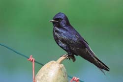 Purple Martin