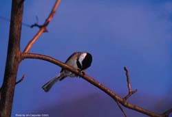 Where Do Birds Go At Night? Unveiling Avian Secrets